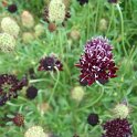 Scabiosa atropurpurea 'Chile Black'